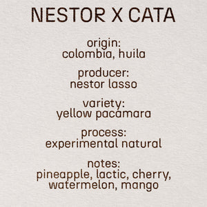 nestor x cata